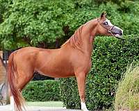 shetland-pony-stallion