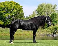 all-around-percheron-horse