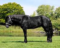athletic-percheron-horse