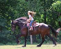 draft-percheron-horse