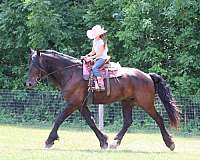 drill-team-percheron-horse