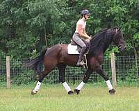 driving-percheron-horse