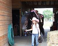 english-pleasure-percheron-horse