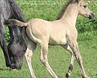 all-around-quarter-horse