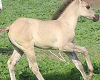 athletic-quarter-horse
