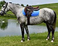 western-horse