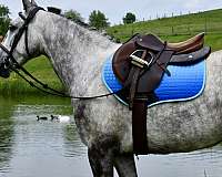 english-horse