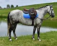 jumping-horse