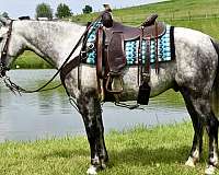 trail-horse