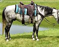 driving-horse