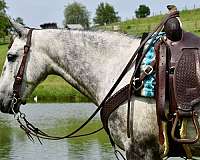 carriage-horse