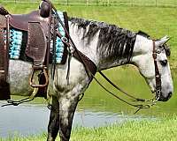 trick-horse