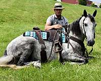 draft-cross-gelding