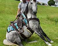 western-horse-gelding