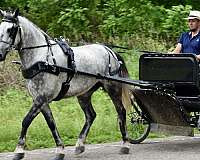 english-horse-gelding