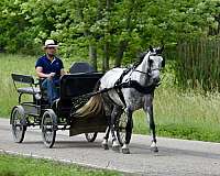 kids-horse-gelding