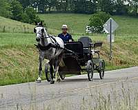 trail-horse-gelding