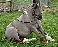 pinto-pony