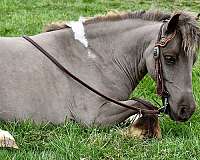 chocolate-pinto-pony