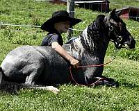 pinto-pony
