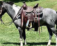 blue-roan-pinto-pony