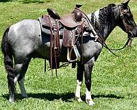 miniature-pony