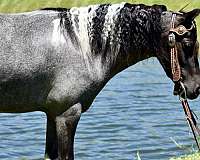 trick-trained-miniature-pony