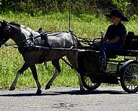 driving-pony-miniature