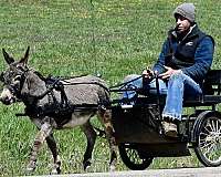 trick-donkey-gelding