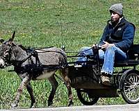 grey-finished-donkey