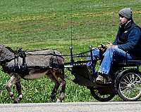 miniature-donkey