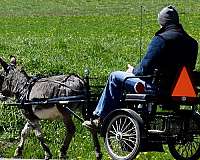driving-donkey