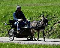 trick-donkey
