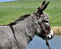 donkey