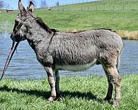 all-around-donkey
