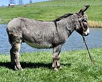 beginner-donkey