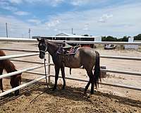 homozogous-quarter-horse