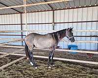 homozogous-horse