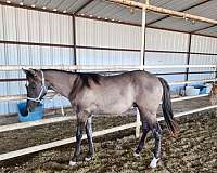 rawhides-slvr-bullet-horse