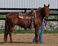 aqha-quarter-horse