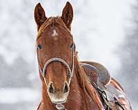 cowhorse-quarter-horse