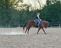 gelding-quarter-horse