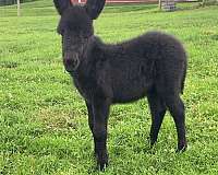 echo-donkey