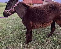 day-donkey