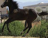 king-frit-quarter-horse