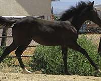 in-reality-quarter-horse