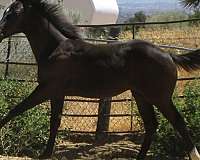 weaniling-quarter-horse