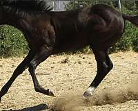 king-frit-horse