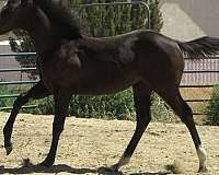 weaniling-horse