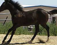 king-frit-filly